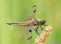 Insekten Postkarten | Vierfleck libelle Postkarte