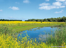 Natur Postkarten | Oostvaardersplassen Postkarte Natur Postkarten | Oostvaardersplassen Postkarte