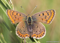 Postkarte Schmetterling | Brauner Feurerfalter Postkarte