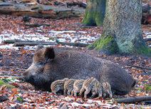 Wilde Tiere Postkarten | Wildschwein mit jungen Postkarte