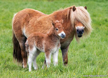Pferdepostkarten | Shetland pony Postkarte Pferdepostkarten | Shetland pony Postkarte