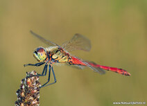 Insekten Postkarten | Heidelibellen Postkarte