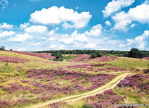 Landschaft Postkarten | Posbank bei Arnhem Postkarte Landschaft Postkarten | Posbank bei Arnhem Postkarte