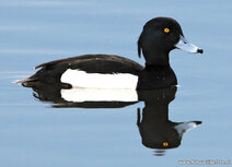 Vogel Postkarten | Reiherente Postkarte Vogel Postkarten | Reiherente Postkarte