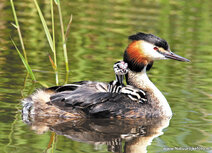 FrĂĽhling Postkarten | Taucher mit jungen Postkarte FrĂĽhling Postkarten | Taucher mit jungen Postkarte