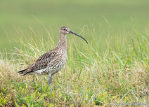 Wiesenvögel Postkarten | Großer Brachvogel Postkarte