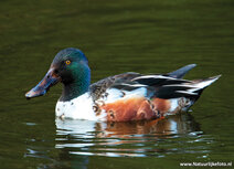 Wiesenvögel Postkarten | Löffelente Postkarte Wiesenvögel Postkarten | Löffelente Postkarte