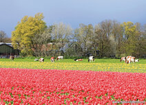 FrĂĽhling Postkarten | Tulpen Feld mit KĂĽhen Postkarte FrĂĽhling Postkarten | Tulpen Feld mit KĂĽhen Postkarte