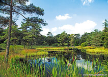 Landschaft Postkarten | Freulevijver Postkarte