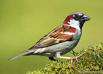 Vogelkarten | Haussperling Postkarte