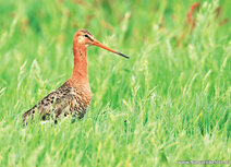 Vogel Postkarten | Uferschnepfe Postkarte