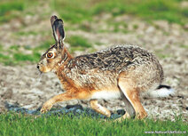 Wilde Tiere Postkarten | Feldhase Postkarte