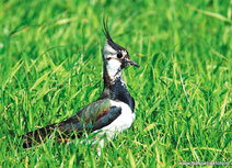 Wiesenvögel Postkarten | Kiebitz Postkarte