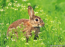 Wilde Tiere Postkarten | Wildkaninchen Postkarte