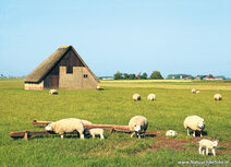 Landschaft Postkarten | Schaffarm auf Texel Postkarte