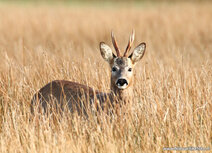 Wilde Tiere Postkarten | Reh Postkarte