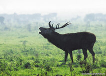 Wilde Tiere Postkarten | Burlend Rothirsch Postkarte Wilde Tiere Postkarten | Burlend Rothirsch Postkarte