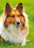 Hunde Postkarten | Shetland sheepdog Postkarte Hunde Postkarten | Shetland sheepdog Postkarte