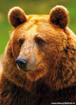 Zoo Postkarten | Kodiakbär Postkarte Zoo Postkarten | Kodiakbär Postkarte