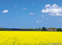 Landschaft Postkarten | Rapsfelder Postkarte
