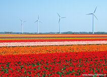 Tulpe mit WindmĂĽhlen Postkarte Tulpe mit WindmĂĽhlen Postkarte