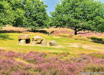 Landschaft Postkarten | Hunnebed in Gasterse duinen Postkarte