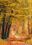 Herbst lane Postkarte Herbst lane Postkarte