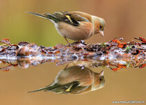 Postkarte Herbst | Buchfink im Herbst Postkarte