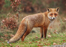Fuchs Postkarten | Fuchs Postkarte
