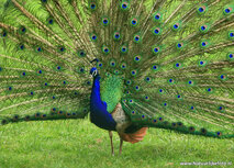 Vogel Postkarten | Pfau Postkarte