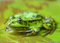 Wilde Tiere Postkarten | Frosch Postkarte