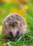 Wilde Tiere Postkarten | Igel Postkarte