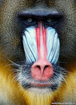 Zoo Postkarten | Mandrill Postkarte