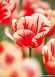 Postkarte Blumen | Tulpe Postkarte Postkarte Blumen | Tulpe Postkarte