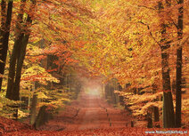 Herbst Postkarte - lane Herbst Postkarte - lane