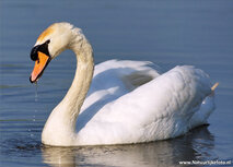 Vogel Postkarten | Höckerschwan Postkarte Vogel Postkarten | Höckerschwan Postkarte