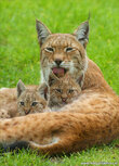 Zoo Postkarten | Luchs Postkarte