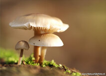 Pilze in Herbst Postkarte