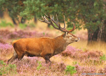 Tierpostkarten | Rotwild Postkarte