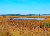 Landschaft Postkarten | Landschaft auf der Veluwe Postkarte Landschaft Postkarten | Landschaft auf der Veluwe Postkarte