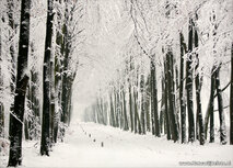 Winter lane auf der Veluwe Postkarte Winter lane auf der Veluwe Postkarte