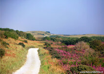 Landschaft Postkarten | Dünen von Ameland Postkarte