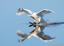 Vogel Postkarten | Höckerschwan Postkarte Vogel Postkarten | Höckerschwan Postkarte
