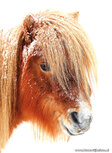 Pferdepostkarten | Shetland pony im Winter Postkarte Pferdepostkarten | Shetland pony im Winter Postkarte