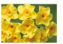 Blanko Grußkarten | Narzissen Grußkarte