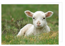 Blanko Grußkarten | Lamm Grußkarte