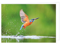 Blanko Grußkarten | Eisvogel Grußkarte