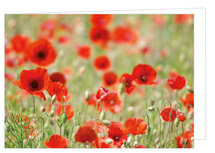 Blanko Grußkarten | Kalbsrosen Grußkarte