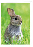 Blanko Grußkarten | Kaninchen Grußkarte