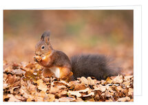 Blanko Grußkarten | Eichhörnchen Grußkarte